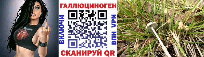 как найти закладки  Суоярви  Псилоцибиновые грибы GOLDEN TEACHER 